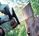Best Stump Grinding and Removal  in Blue Springs, MO